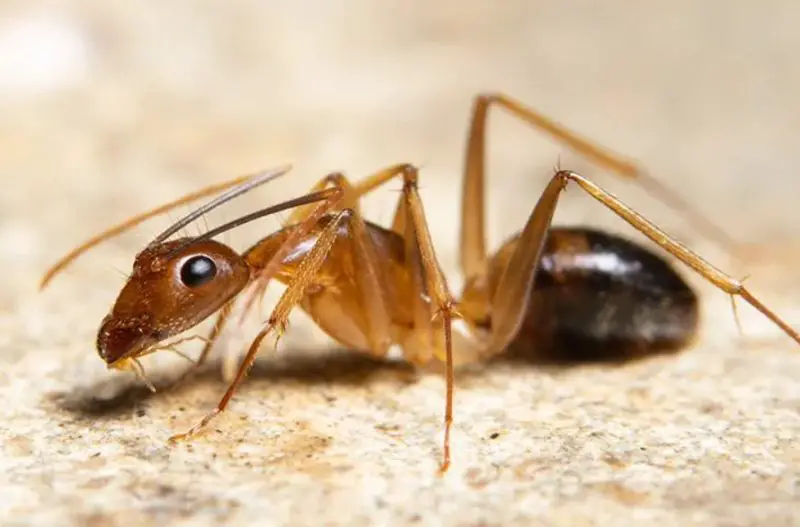 Why Ghost Ants Are Common in Coastal South Carolina Houses