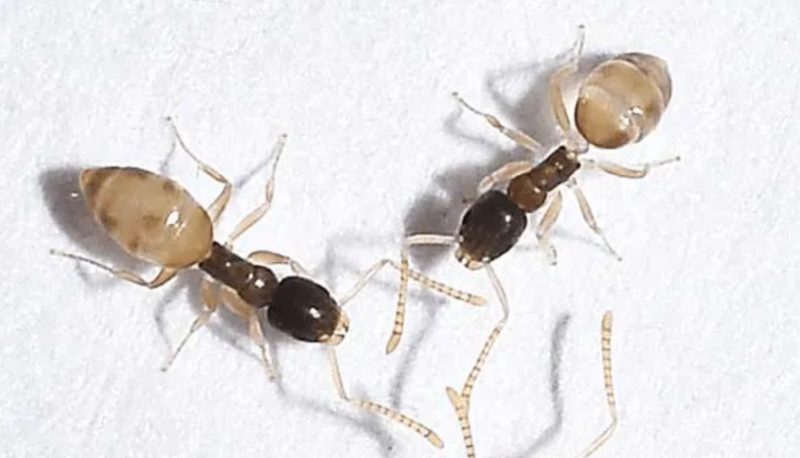 why-ghost-ants-suddenly-spread-through-bathrooms-in-ohio-800x458-2 Why Ghost Ants Suddenly Spread Through Bathrooms in Ohio