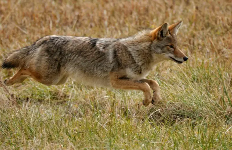 why-nevada-coyotes-hunt-rodents-after-heat-waves-800x517-1 Mammals Active Near Homes During Winter in Ohio