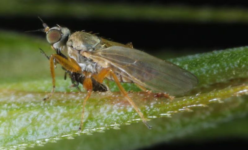 why-thrips-appear-on-window-frames-in-california-homes-800x483-2 Why Thrips Appear on Window Frames in California Homes