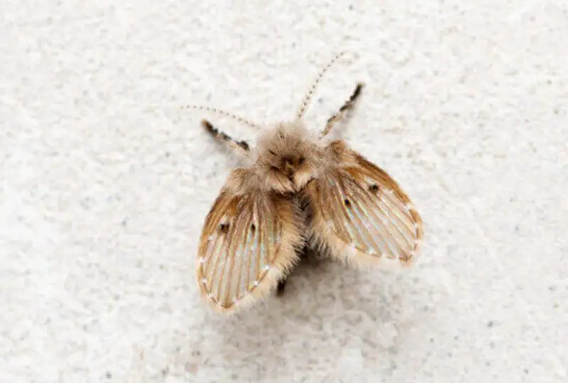 why-tiny-flies-keep-emerging-from-tennessee-drains-800x539-2 Why Tiny Flies Keep Emerging From Tennessee Drains