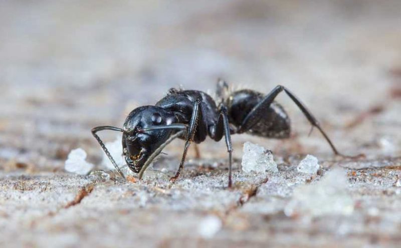 why-tiny-sugar-ants-follow-wall-lines-in-texas-homes-800x495-2 Why Tiny Sugar Ants Follow Wall Lines in Texas Homes