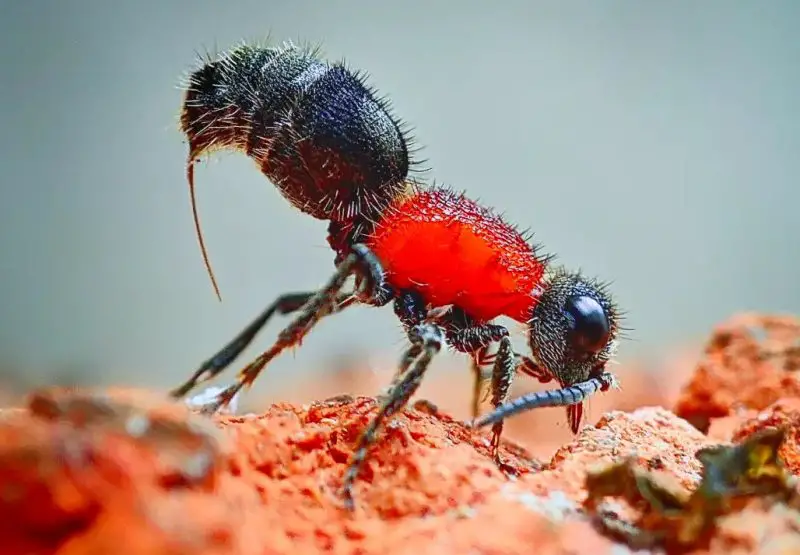 Why Velvet Ant Stings Are Among the Most Painful in Texas