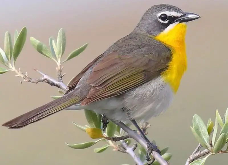 yellow-breasted-chat-800x582-1 Birds With Yellow Heads in Kansas