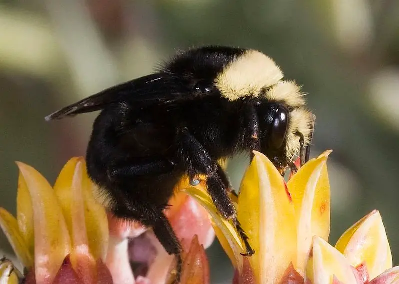 yellow-faced-bumble-bee Common Bees in California