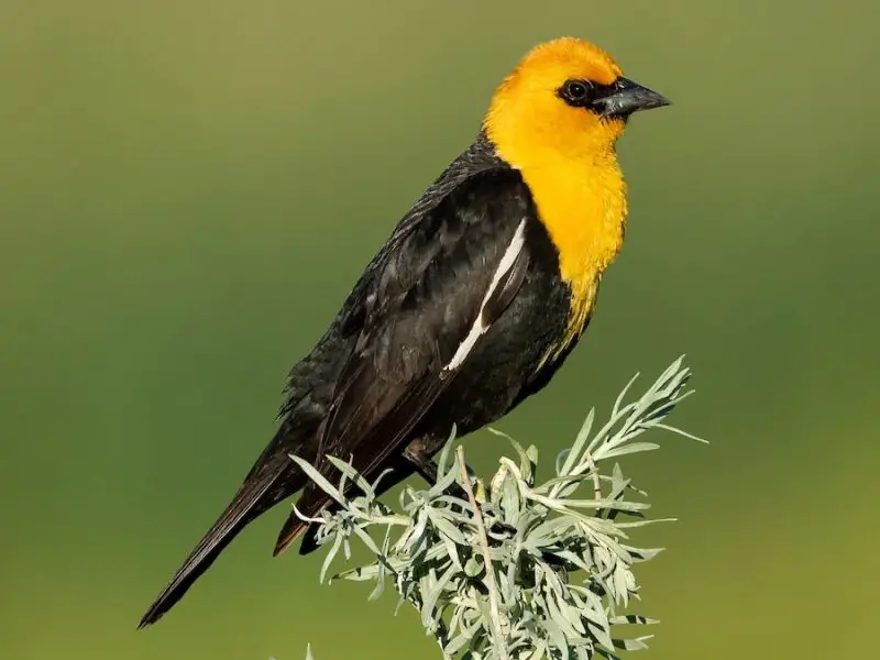 yellow-headed-blackbird-800x600-2 Birds With Yellow Heads in Kansas
