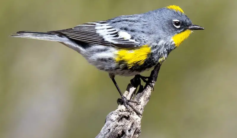 yellow-rumped-warbler-800x467-1 Birds With Yellow Heads in Kansas