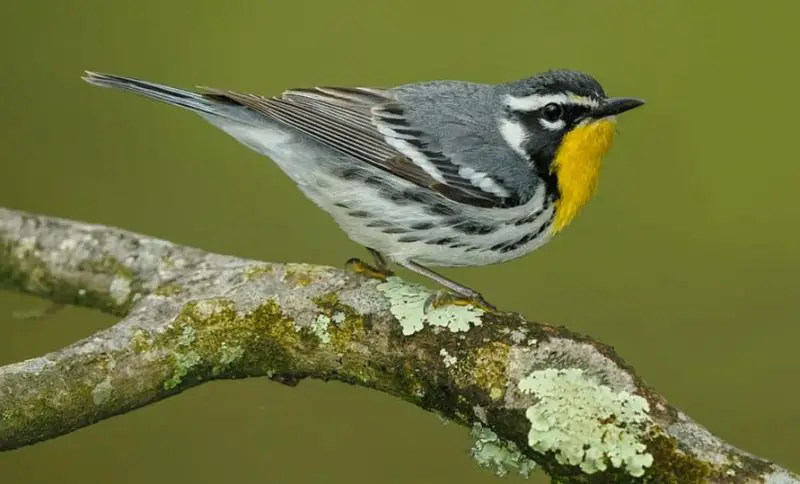yellow-throated-warbler-800x484-1 Birds With Yellow Heads in Kansas