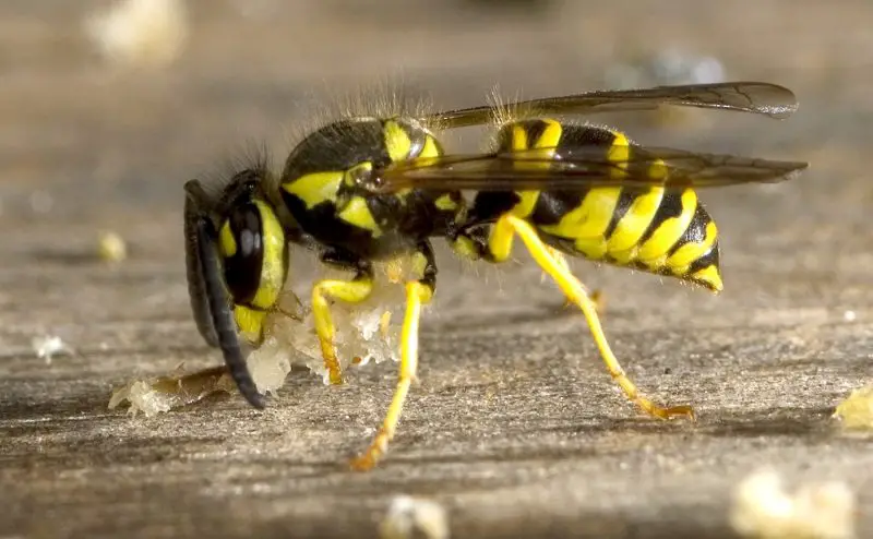 Dangerous Bugs in Mississippi