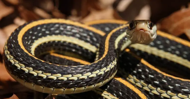 Can Different Snake Species Interbreed in Florida Wetlands