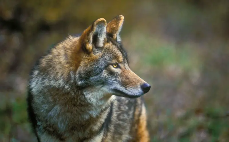 Do Coyotes in Idaho Ever Breed With Domestic Dogs