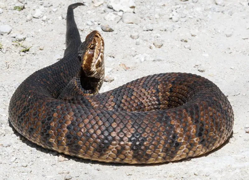 Do Water Moccasins Really Chase People in Virginia
