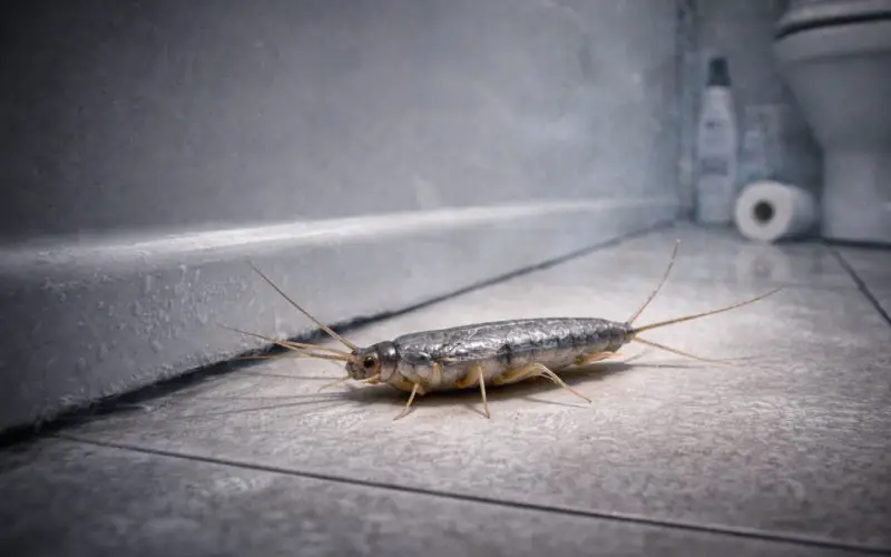 Why Silverfish Suddenly Appear in Arkansas Bathrooms