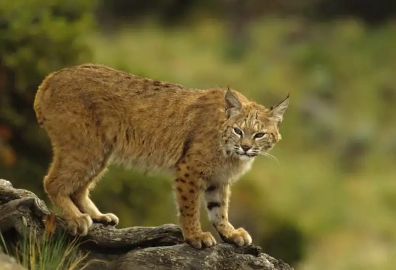 Do Bobcats in Wisconsin Ever Breed With Domestic Cats