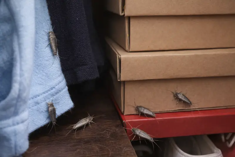 Why Silverfish Keep Showing Up in Closets Across Colorado Homes