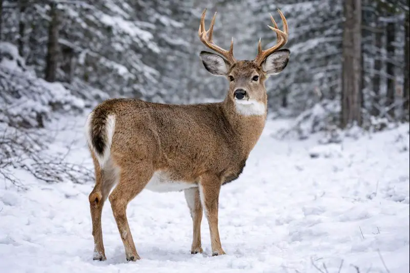 Can White-Tailed Deer in Michigan Breed with Mule Deer