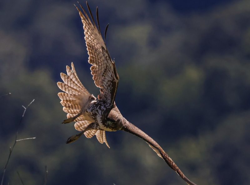 A Hidden Fact About Hawk Dive Behavior in California