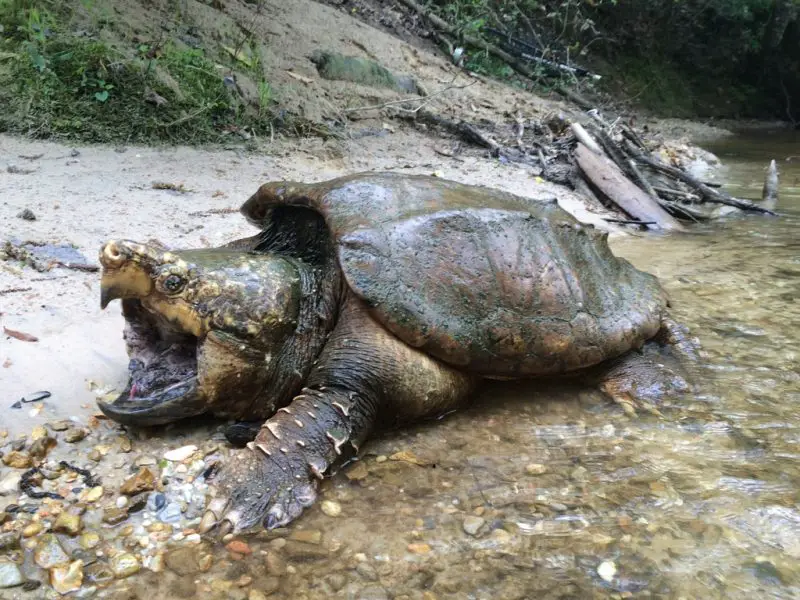Alligator Snapping Turtles in Louisiana