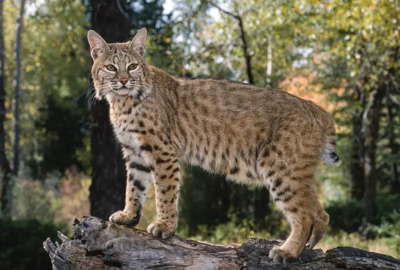 Are Bobcats in South Carolina Mating with House Cats