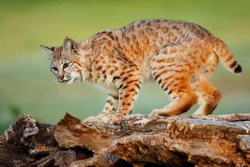 Are Bobcats in Tennessee Mating with House Cats