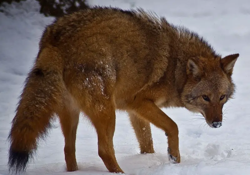 Are Coywolves Living in New Jersey