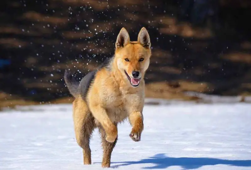 Are “Fox Dogs” Real or Just Misidentified Breeds in California