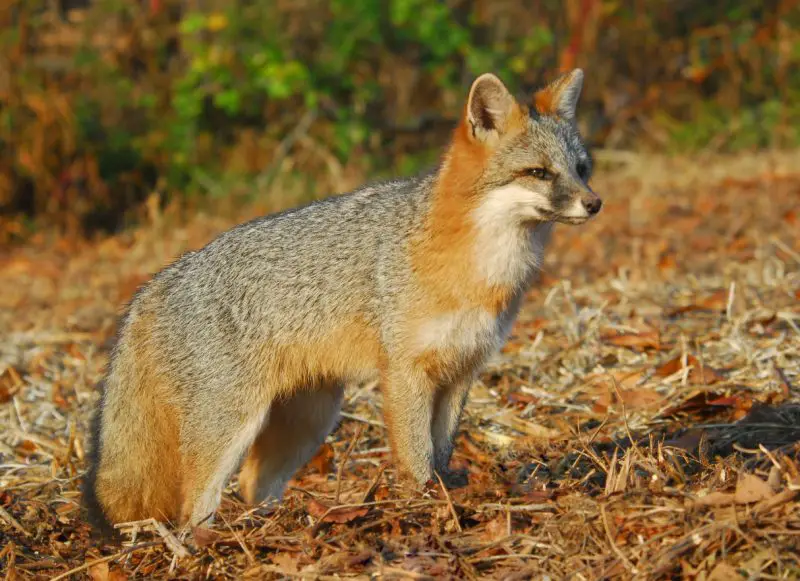 Are Fox Hybrids Being Seen in Pennsylvania