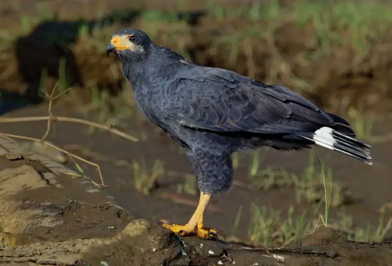 Are Hawk Hybrids Being Seen in California