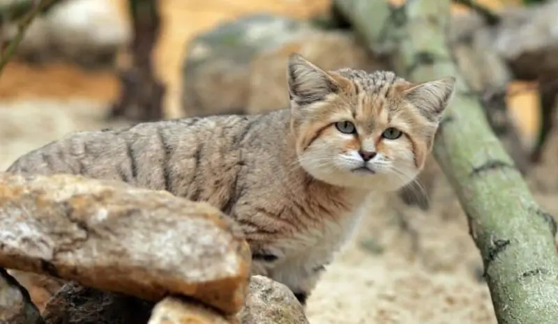 Are Hybrid Wild Cats Living in Arizona Deserts.