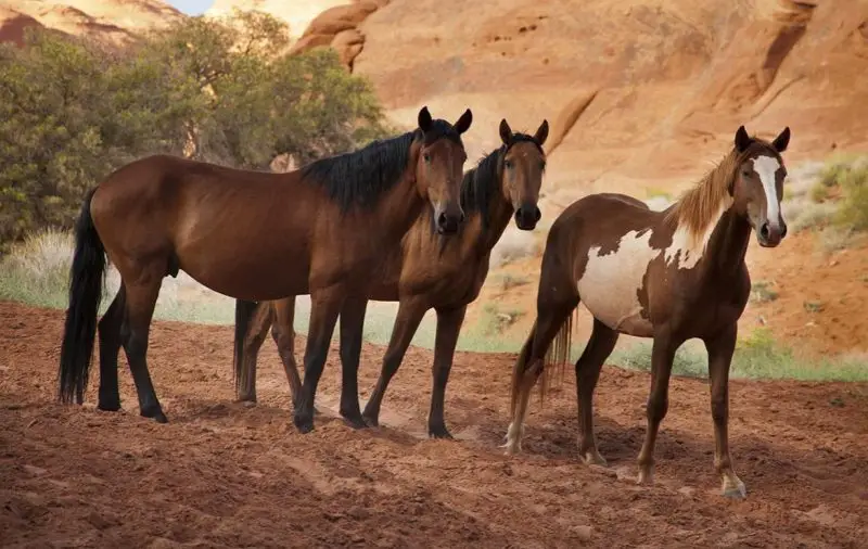 Are Wild Horses Really Living in Arizona Deserts