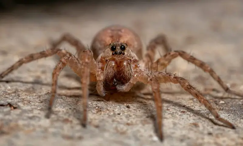 Are Wolf Spiders Actually Dangerous in Arizona