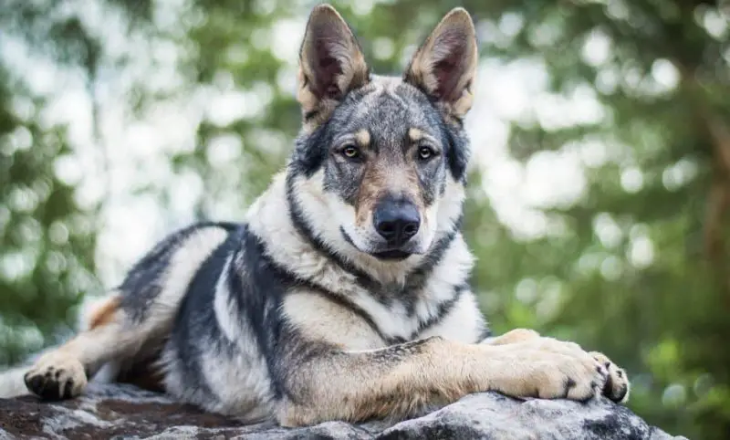 Are Wolves in Michigan Mating with Domestic Dogs