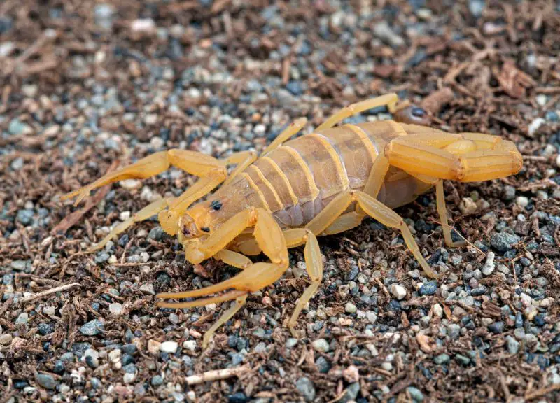 Arizona’s Bark Scorpions