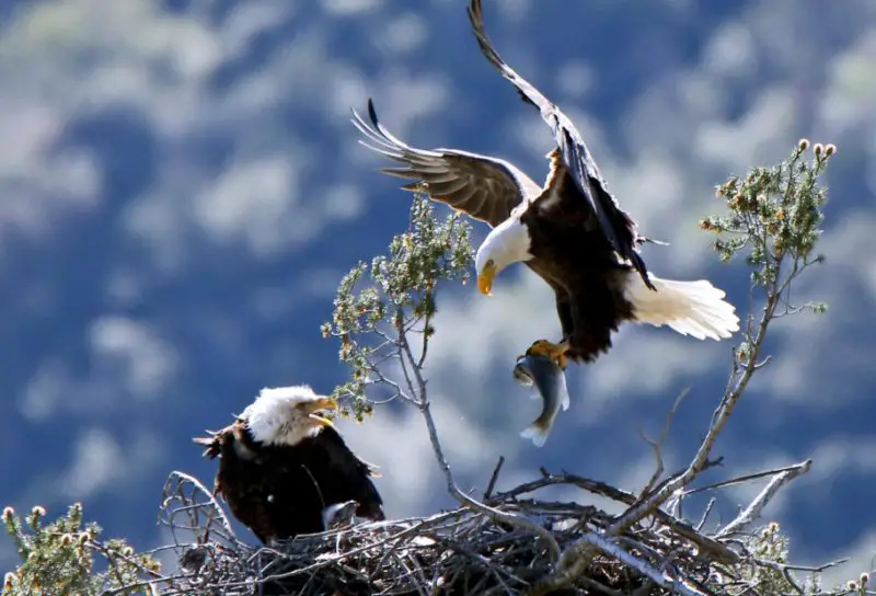 Bald Eagles in California