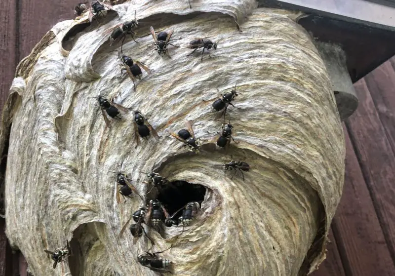 Bald-Faced Hornet Nests
