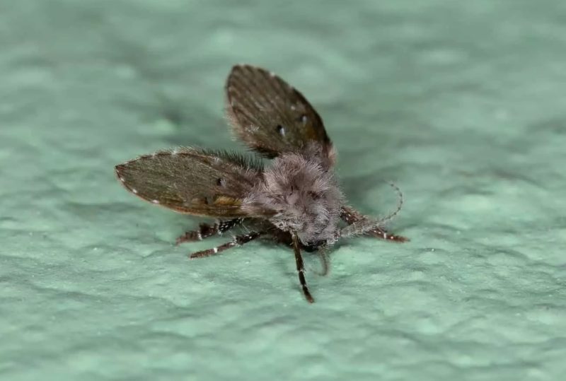 Bathroom Drain Flies in Iowa