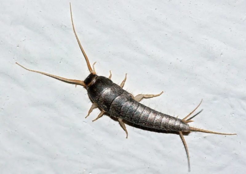 Bathroom Silverfish in Connecticut