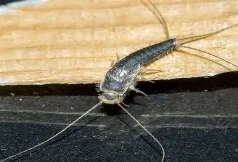 Bathroom Silverfish in Michigan