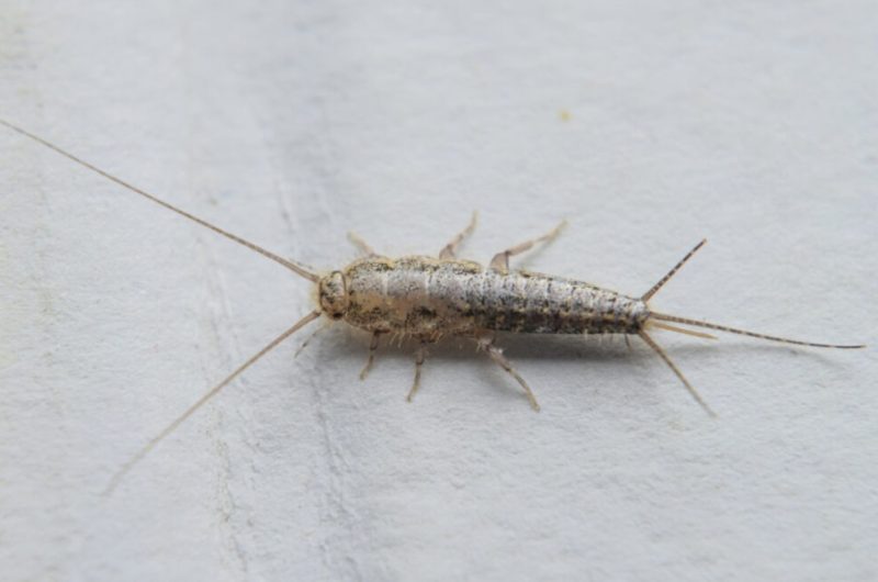 Bathroom Silverfish in South Carolina