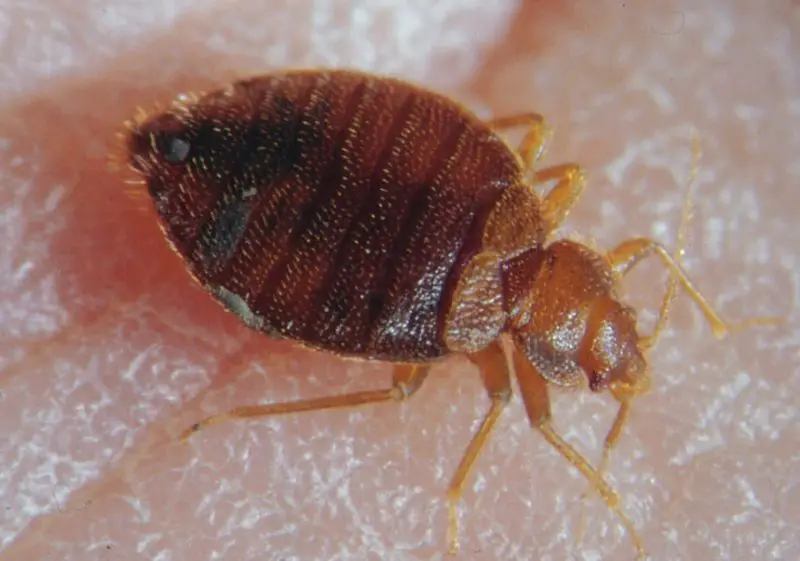 Bed Bug Activity in Oregon