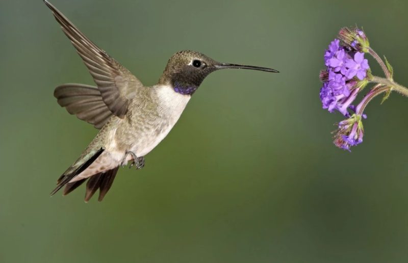 Hummingbirds in Oklahoma