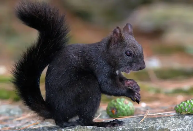Black Squirrels in Indiana