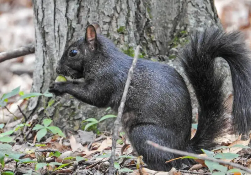 Black Squirrels in Maine