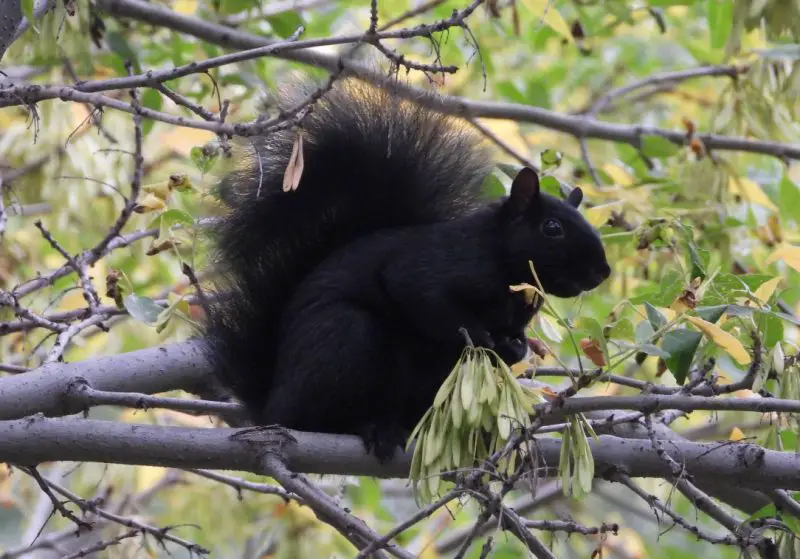 Black Squirrels in North Carolina