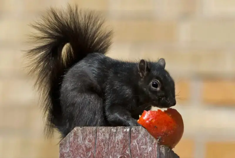 Black Squirrels in South Dakota