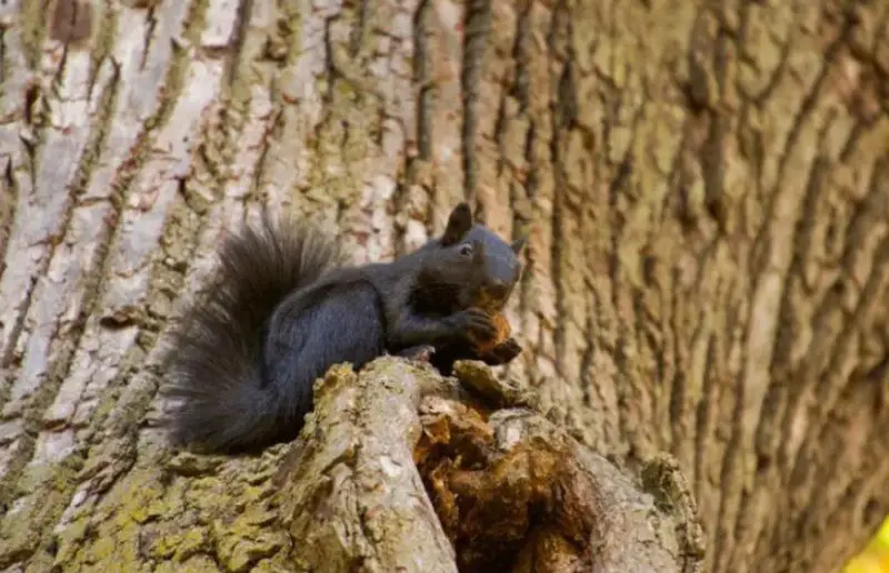 Black Squirrels in West Virginia