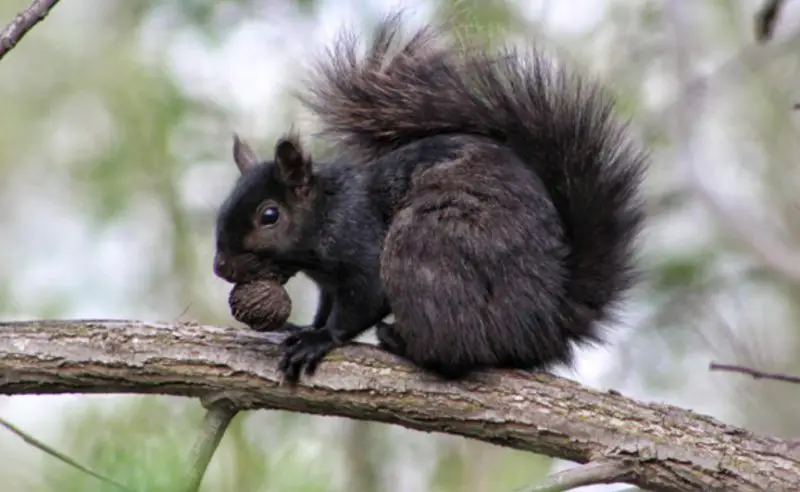 Black Squirrels in Wisconsin