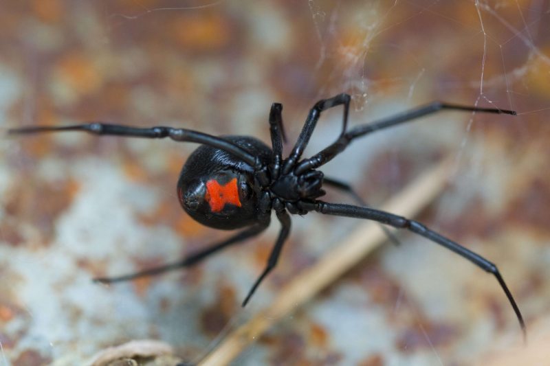 Black Widow in Colorado