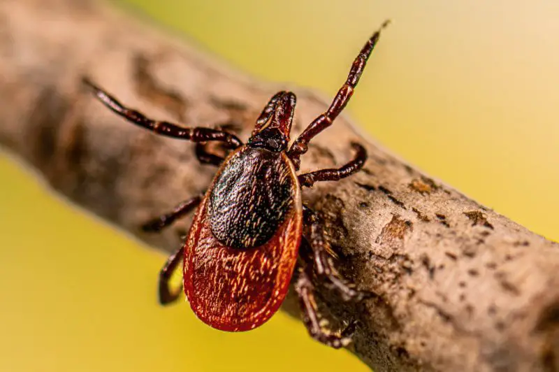 Blacklegged Tick in New York