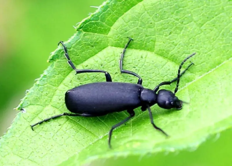 Blister Beetles